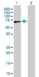 PRF1 Antibody in Western Blot (WB)