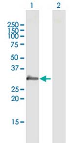 PRG2 Polyclonal Antibody, MaxPab™