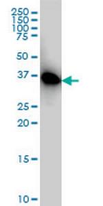 PRKAB1 Monoclonal Antibody (2C3)