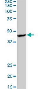 PRKAB1 Monoclonal Antibody (1D3)