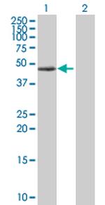 PRKAR1A Polyclonal Antibody, MaxPab™