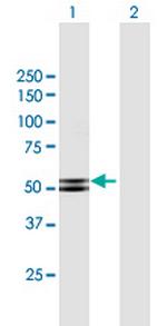 PRKAR2B Polyclonal Antibody, MaxPab™