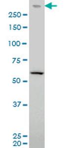 PRKDC Antibody in Western Blot (WB)