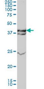 MAPK3 Monoclonal Antibody (3C9)
