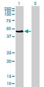 MAPK8 Antibody in Western Blot (WB)