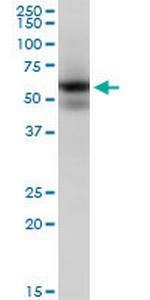 MAPK9 Monoclonal Antibody (1D6)