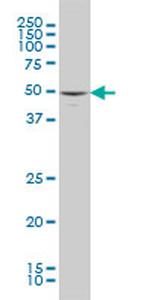MAPK10 Monoclonal Antibody (3A3-1A8)