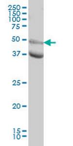 MAPK10 Monoclonal Antibody (3B9)