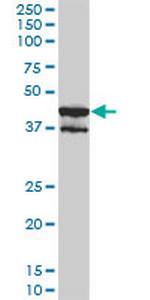 MAPK13 Monoclonal Antibody (2C10-1C7)