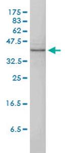 MAPK13 Antibody in Western Blot (WB)