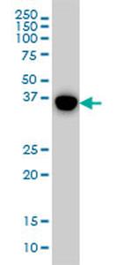 MAPK13 Antibody in Western Blot (WB)
