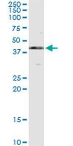 MAPK13 Antibody in Immunoprecipitation (IP)