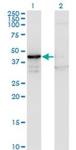 MAPK13 Monoclonal Antibody (3H7)