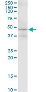 MAP2K2 Antibody in Western Blot (WB)