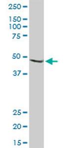 MAP2K2 Antibody in Western Blot (WB)