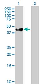 MAP2K2 Antibody in Western Blot (WB)