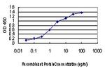 MAP2K3 Antibody in ELISA (ELISA)