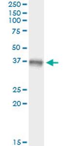MAP2K3 Antibody in Immunoprecipitation (IP)