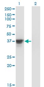MAP2K3 Antibody in Western Blot (WB)