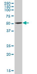 PRKX Antibody in Western Blot (WB)