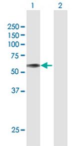 PROC Polyclonal Antibody, MaxPab™