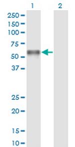 PROC Monoclonal Antibody (3A10)
