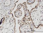 PRPH Antibody in Immunohistochemistry (Paraffin) (IHC (P))