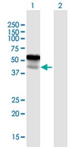 LGMN Polyclonal Antibody, MaxPab™