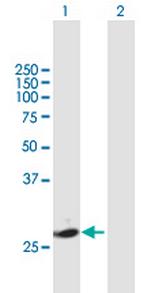 KLK7 Polyclonal Antibody, MaxPab™