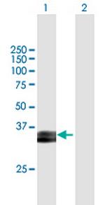 PRSS8 Polyclonal Antibody, MaxPab™