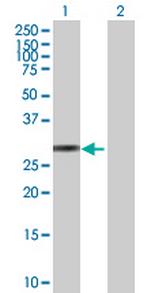 KLK10 Polyclonal Antibody, MaxPab™