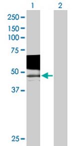 PSG9 Antibody in Western Blot (WB)