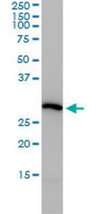 PSMA4 Monoclonal Antibody (2A10-E4)