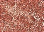 PSMA7 Antibody in Immunohistochemistry (Paraffin) (IHC (P))