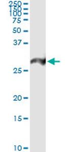 PSMA7 Antibody in Immunoprecipitation (IP)