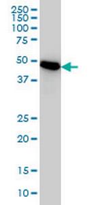 PSMC3 Monoclonal Antibody (1B9)