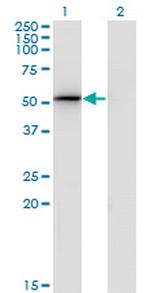 PSMD4 Monoclonal Antibody (3C9)