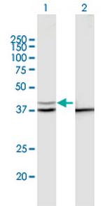 PSMD13 Polyclonal Antibody, MaxPab™