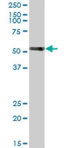 PTBP1 Antibody in Western Blot (WB)
