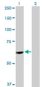 PTBP1 Polyclonal Antibody, MaxPab™
