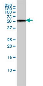 PTBP1 Monoclonal Antibody (3H8)