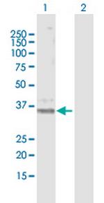 PTGER3 Polyclonal Antibody, MaxPab™