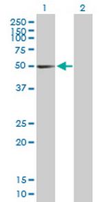 PTGIS Polyclonal Antibody, MaxPab™
