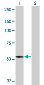 PTGIS Polyclonal Antibody, MaxPab™