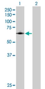 PTGS1 Polyclonal Antibody, MaxPab™