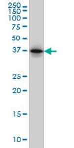 PTK9 Antibody in Western Blot (WB)