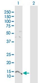 PTMS Polyclonal Antibody, MaxPab™