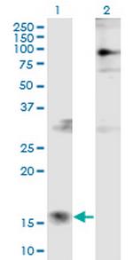 PTMS Monoclonal Antibody (2D3)