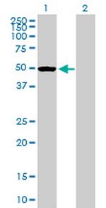 PTPN1 Antibody in Western Blot (WB)