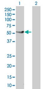 PTPN1 Antibody in Western Blot (WB)